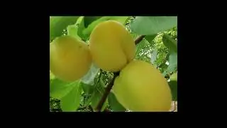 Serada Kayısı yetiştiriciliği