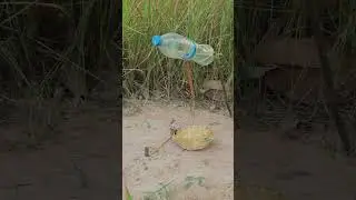 fast and effective unique quail trapping techniques #animaltrap #birdtrap #youtube
