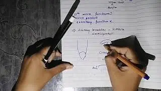 Development of urogenital system #development of urinary bladder and urethra (part 1) #embryology