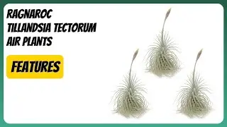 REVIEW (2026): ragnaroc Tillandsia Tectorum Air Plants. Features