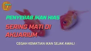 PENYEBAB IKAN HIAS ANDA SERING MATI DI AKUARIUM