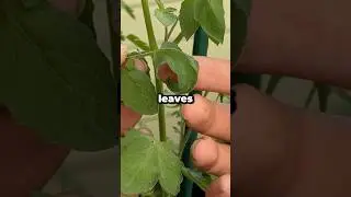 Why Are My Tomato Plant Leaves Curling Down? #shorts