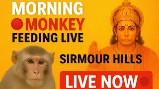 🔴 Morning Monkey Feeding | Sirmour Hills Paonta Sahib | Bhakti Marg Hanuman | Live Darshan
