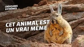 Chuuuut, il semble dormir