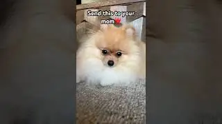 Send this to your mom ❤️ #mama #pomeranian #doggybestfriend #cuteanimal #puppy #minipuppy