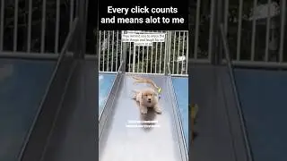 Goldenretriever Puppy = Everyday is Happy Day ❤️🐶🥰😍 #dog #puppy #pets #cutedog #goldenretriever
