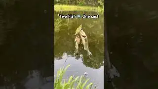Who else has caught Two in one cast? lmk if you have #bassfishing #fishingvideo #fishing #viral