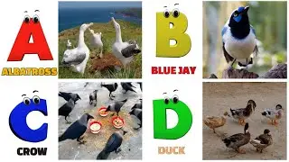 ABC Flying Animals Song for Kids | Learn English and Animals #abcd #2025