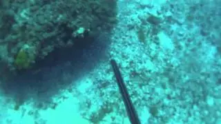 Spearfishing 2011, Gladstone, Queensland