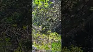 Brown bear got spooked #bear #brownbear #wilderness #nature #woods #country #newmexico