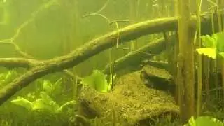 Tegeler See unterwasser, Reiswerder am 18.05.2015