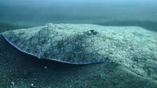 Facts: Butterfly Rays
