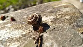 snail moving along