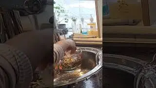 Sprouting Sunflower Seeds in Water #sunflower #sunflowerseeds #hydroponics #sprouts #microgreens