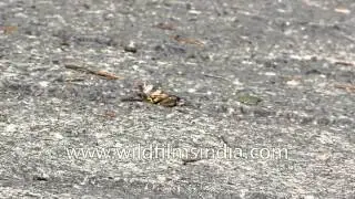 Mystery moths mating in the wild - Help us identify these fellas