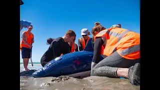 Project Jonah Marine Mammal Medic Course