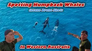 Incredible Drone Footage of Whale Migration in Western Australia