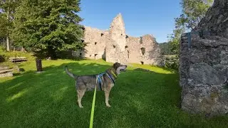 Morgenrunde auf der Ruine Losenstein