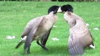 Canada Geese FIGHTING ANGRY (Adults & Goslings)