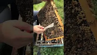 secoue les abeilles pour ne pas rater une cellule