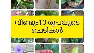 10 rupees plants again .....offer sale video.||plants for sale #lowcost plants #watsapp 9633672294
