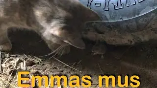 Katten Emma st&auml;ller en mus (Katt och mus i s&aring;gen)