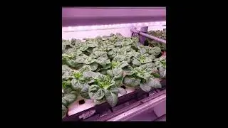 UNIGROW soil conditioner mix organic fertilizer were very healthy and vigorous, dark green leaves