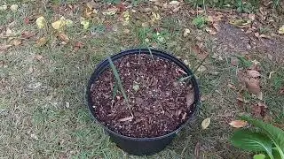 Rolling Cold Frame Planter on Dolly Frost Proofing In North west Florida Zone 8 Composting 10 7 2023