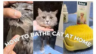 How to bathe cats at home | (Easy) Cat ko kaise nahlaye |