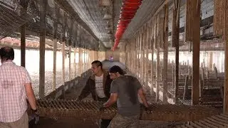 Chicken House Cleanout and Repair (Breeder House)