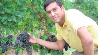 VISIT TO A VINEYARD