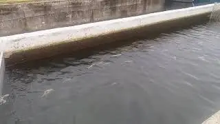 Sortiranje ribe pomoću specijalne re&scaron;etke (Sorting Fish Using A Special Grid)