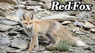 Red foxes live around the world in many diverse habitat👇at UT Ladakh 1 month ago video 📸🫡