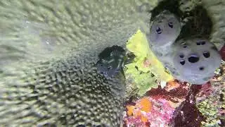 お魚が眠る時は体色が変わります