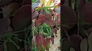 bee magnet