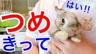 【爪きり】2人で簡単‼︎自宅でツメを切るオススメの方法