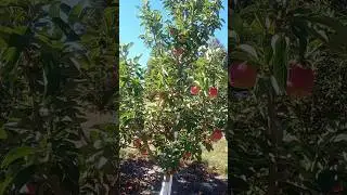 Did u kno #orchard #fall #adventure #tour #viralvideo #shorts #shortsvideo #apple #tree #family #fun