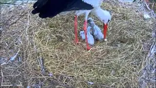 Z&aacute;chrann&aacute; stanice živočichů Makov, 4.05.2016, 8:45. The Family is complete