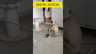Monkey 🐒 Jump #monkey #jump #comedy #shortvideos