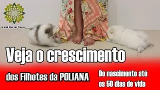 Crescimento de um Spitz Alemão - Filhotes da Poliana