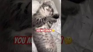 Не разбивай кому-нибудь сердце 💔 ломай кости 🦴 #кошачьишорты #вирусноевидео #котлог67