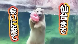 うみ そら ポーラ カイ 赤ちゃん 八木山動物公園｜Polar bear ホッキョクグマ シロクマ｜しろくまTV