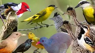 AVES da CAATINGA pernambucana (OBSERVA&Ccedil;&Atilde;O DE AVES DO AGRESTE) Cantos de aves na Caatinga | P&aacute;ssaros