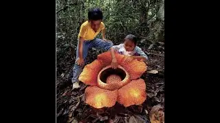 Malpighiales' Tales: From Tiny Seeds to Giant Blooms in Veils