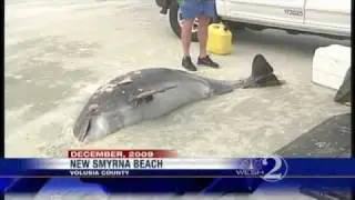 Scientists Stumped By Whale, Dolphin Deaths