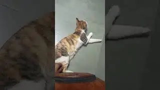 #cat #reels #animals #shortvideo #shorts #viral #viralshorts #tredingreels