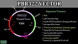 pBR322 Plasmid Vectors | Cloning Vectors | What Is A Plasmid |