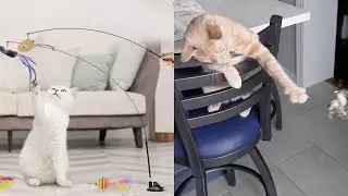 4 Pack Cat Toys Wand Review