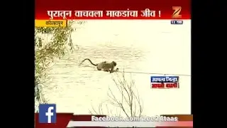 Kolhapur | Monkey`s Rescued From Flood By White Army