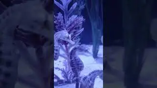 Dubai Underwater Zoo Me Real Seahorse 😍 | Amazing Sea Life #viralvideo #aquarium #seahorse